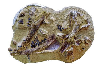An Ancient Whale Named for King Tut, but Moby-Dinky in Size
