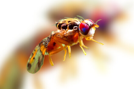 Fruit Flies Are Invading Los Angeles. The Solution? More Fruit Flies.