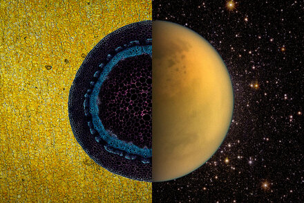 Exactly How Much Life Is on Earth?