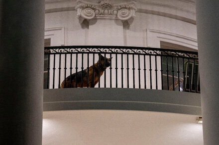 Bidens’ Dog Is No Longer at White House After Latest Biting Incident