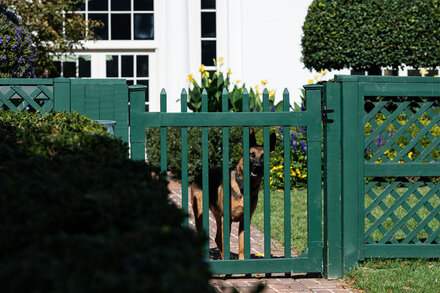 For Biden’s Dog, a Belated Exile: ‘How Many Bites Does It Take?’
