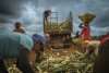 ‘There’s No Other Job’: The Colonial Roots of Philippine Poverty