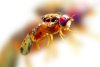 Fruit Flies Are Invading Los Angeles. The Solution? More Fruit Flies.