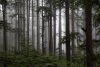 Hikers Rescued After Following Nonexistent Trail on Google Maps