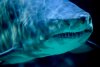 Don’t Call Them Shark Bites