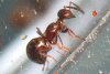 This Tiny Parasitic Wasp Can Drill Through Plastic