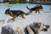 What We Know About the Mysterious Respiratory Illness Affecting Dogs