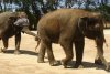 To Knock an Elephant Off Balance, Bring Out a Giant Blindfold
