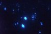 Watch ‘Sea Fireflies’ Make Underwater Fireworks as They Seek Mates