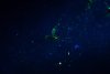 The Gamble: Can Genetically Modified Mosquitoes End Disease?