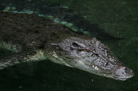 Crocodile Bites Man. Man Bites Back.