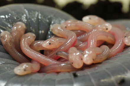 These Amphibians Have a Taste for Their Mom’s Skin