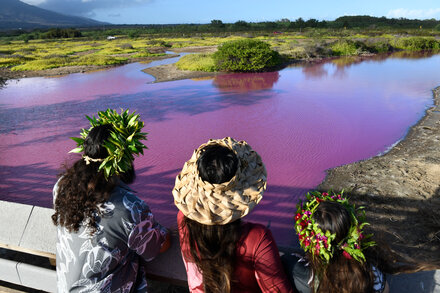 A Pond in Hawaii Turned Pink, Raising an Environmental Red Flag