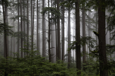 Hikers Rescued After Following Nonexistent Trail on Google Maps