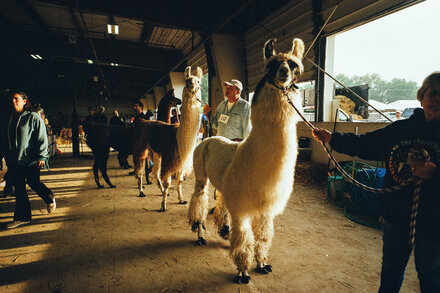 14nat-atc-llamas-slider