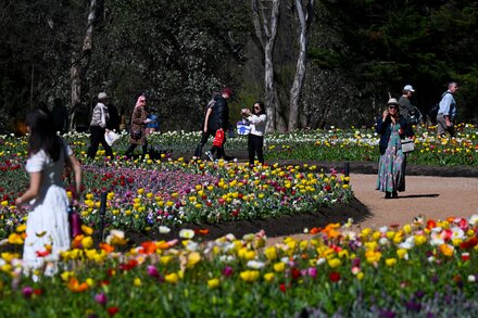 Previewing a Spring of Culture in Australia
