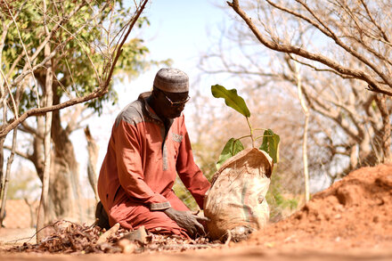 Yacouba Sawadogo, African Farmer Who Held Back the Desert, Dies at 77