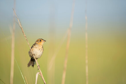 Pedimos que fueran a observar aves. Esto es lo que pasó