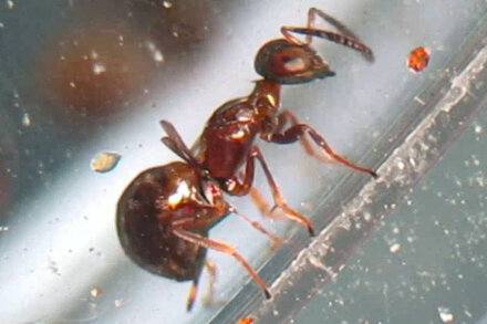 This Tiny Parasitic Wasp Can Drill Through Plastic