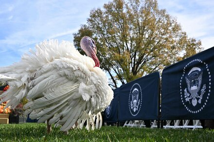 My Brother’s Thanksgiving Lament