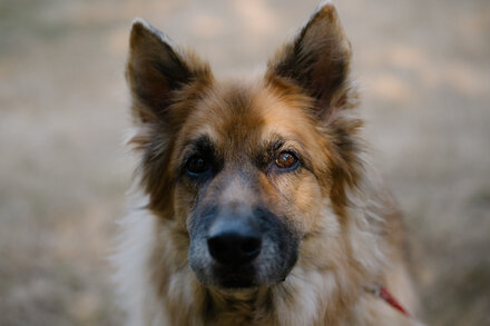 Could a Drug Give Your Pet More Dog Years?