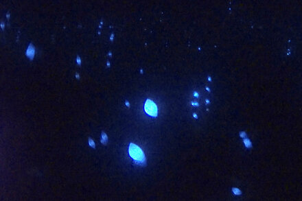 Watch ‘Sea Fireflies’ Make Underwater Fireworks as They Seek Mates