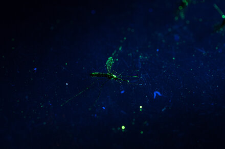 The Gamble: Can Genetically Modified Mosquitoes End Disease?