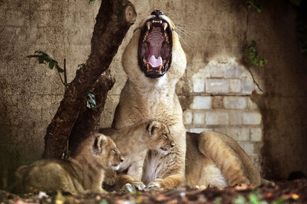 Dental Concern