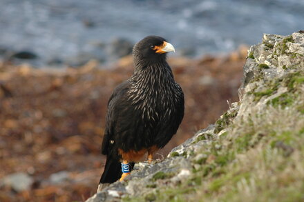Estos ingeniosos halcones resuelven rompecabezas en las islas Malvinas