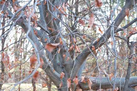 In the Shelter of a Weeping Beech