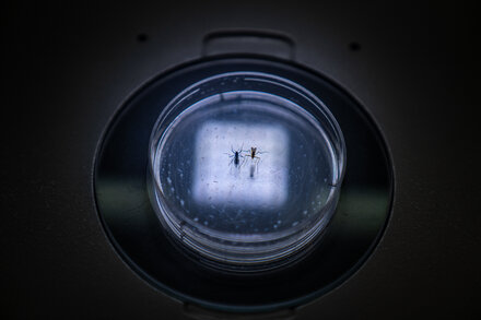 Insecticides Can’t Stop These Mosquitoes. Now What?